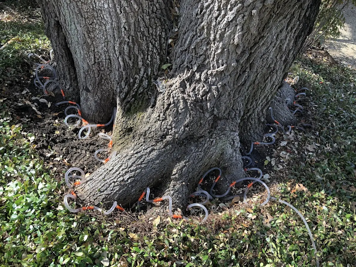 Detailed Tree Cabling and Bracing job site in Kenvil