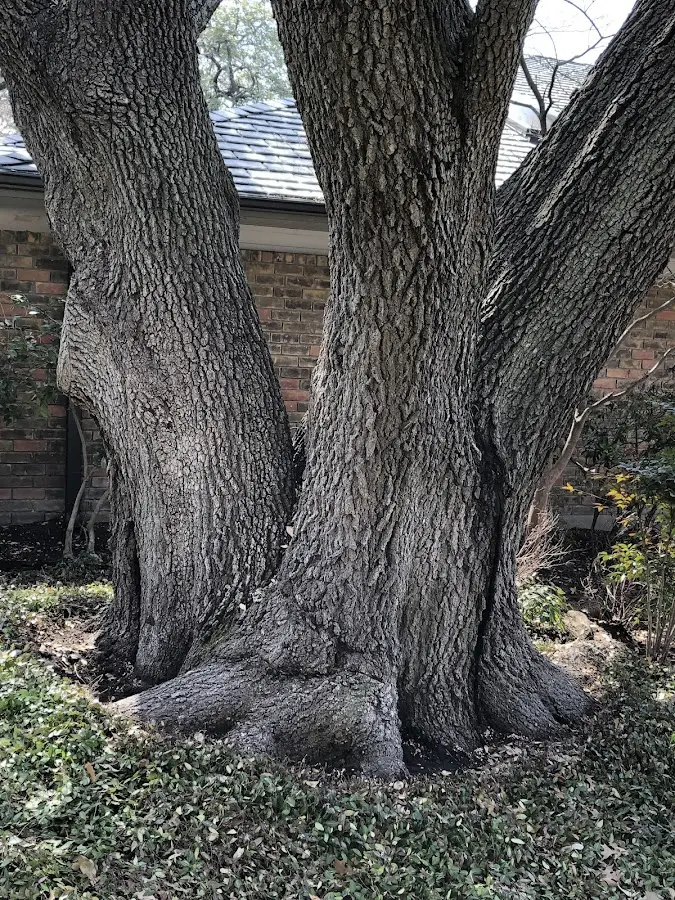 Mature heritage tree close to a Kenvil property cared for by certified arborists